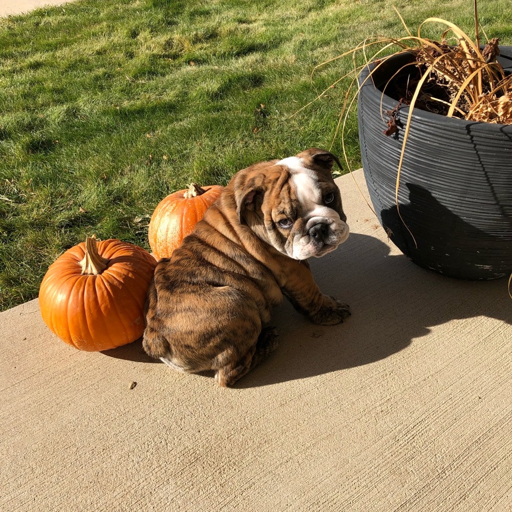 Meet your Posher, Bobbi